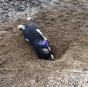 17456230801847.gif