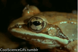 17459312923617.gif