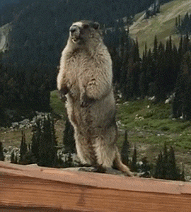 1746522440569.gif